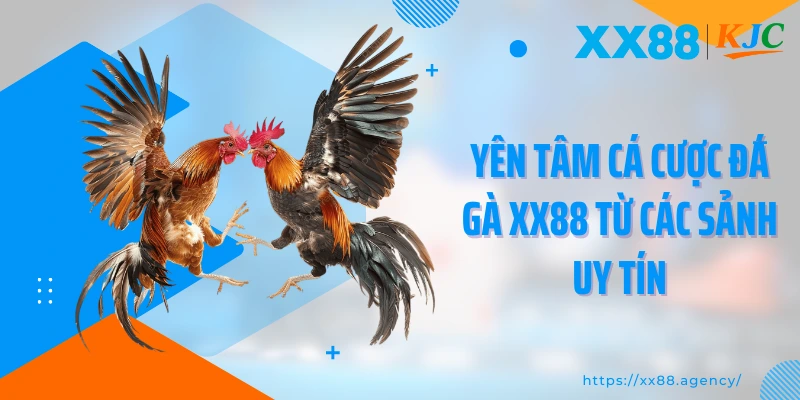 Yên tâm cá cược đá gà XX88 từ các sảnh uy tín